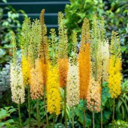 Produktbild: Winterharte Eremurus Steppenkerze Stauden Kollektion (3 Wurzeln), Mix von 3 Sorten für Garten, 1 von jeder Farbe, große mehrjährige Pflanzen aus Holland (kein Samen), Weiß-Rot-Rosa Hybriden