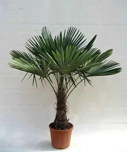 Produktbild: Winterharte Hanfpalme - Trachycarpus fortunei - Gesamthöhe 140-170cm Stamm 40-50cm Topf Ø 36 cm 20 Ltr.) (1803)