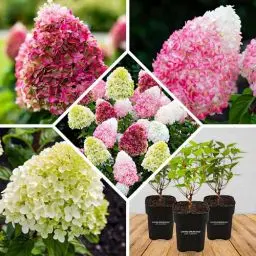 Produktbild: Winterharte Hortensien Paniculata Collection (3 Pflanzen), Hydrangea pflanzen aus Holland, Echte Garten Hortensien(kein Samen, Kunstblumen und nicht künstlich), Mehrjährig für Töpfe und Balkone