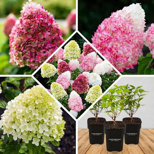 Produktbild: Winterharte Hortensien Paniculata Collection (3 Pflanzen), Hydrangea pflanzen aus Holland, Echte Garten Hortensien(kein Samen, Kunstblumen und nicht künstlich), Mehrjährig für Töpfe und Balkone