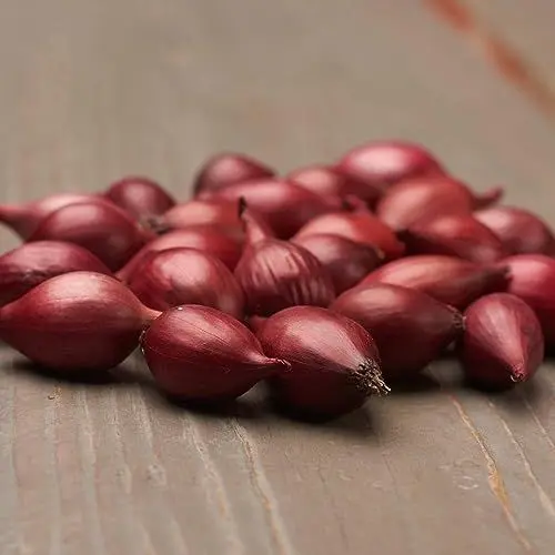 Produktbild: Steckzwiebeln Karmen (500 gr) - Frühlingszwiebeln Winterhart - Hoher Qualität aus Holland (kein Samen) - Mild scharfe Gemüsezwiebel - Steckzwiebel größe 14-21 mm