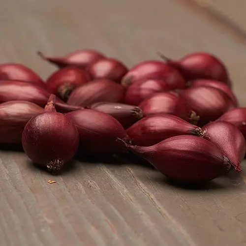 Produktbild: Steckzwiebeln Red Baron (500 gr) - Frühlingszwiebeln Winterhart - Hoher Qualität aus Holland (kein Samen) - Mild scharfe Gemüsezwiebel - Steckzwiebel größe 14-21 mm