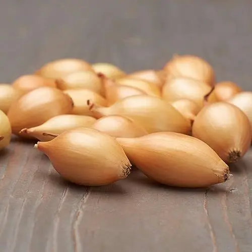 Produktbild: Steckzwiebeln Shakespeare (500 gr) - Frühlingszwiebeln Winterhart - Hoher Qualität aus Holland (kein Samen) - Mild scharfe Gemüsezwiebel - Steckzwiebel größe 14-21 mm