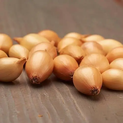 Produktbild: Steckzwiebeln Sturon (500 gr) - Frühlingszwiebeln Winterhart - Hoher Qualität aus Holland (kein Samen) - Mild scharfe Gemüsezwiebel - Steckzwiebel größe 14-21 mm
