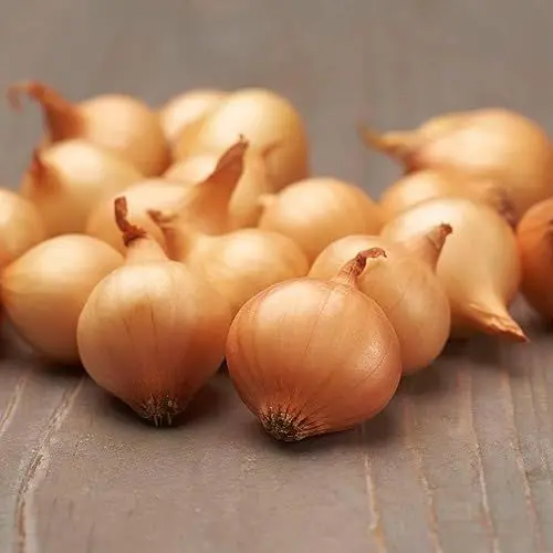 Produktbild: Steckzwiebeln Stuttgarter Riesen (500 gr) - Frühlingszwiebeln Winterhart - Hoher Qualität aus Holland (kein Samen) - Mild scharfe Gemüsezwiebel, Steckzwiebel größe 14-21 mm