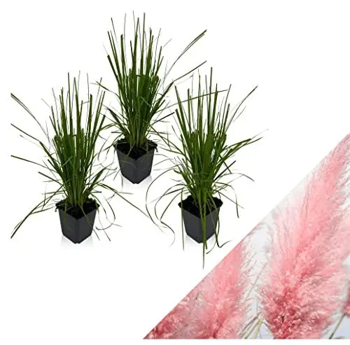 Produktbild: WL Plants Cortaderia Selloana Gartenpflanze Set 3er Weiß - Pampasgras - Gartenpflanzen - Ziergras - Winterhart - ± 25cm hoch - 9cm Durchmesser - im Topf