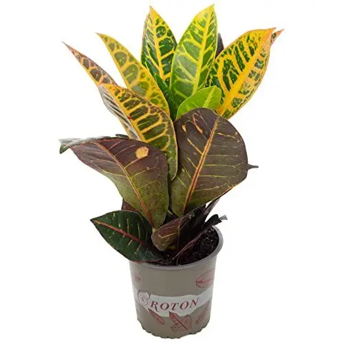 Produktbild: Wunderstrauch 'Petra' - pflegeleichte Zimmerpflanze, Codiaeum Petra - Höhe ca. 40 cm, Topf-Ø 13 cm