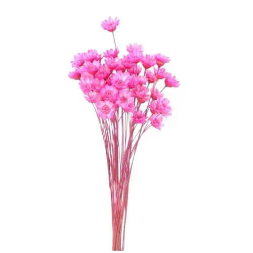 Produktbild: Yardenfun 50 Stück getrocknete Blumen trockenblumenstrauss trockenblumen straus Kunstblumen Künstliche Blumen zur Dekoration schmücken Wohnkultur dekorativer Blumenstrauß kleine Sternblume