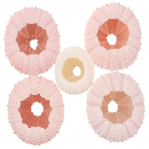 Produktbild: Yardwe 5 STK Glasterrarien Für Pflanzen Natürliche Winzige Robbenmuscheln Muscheln Pflanzer Seeigel Nautische Hausdekorationen Mini-naturhandwerk Gefälschte Muscheln Meer Luft Topfpflanze