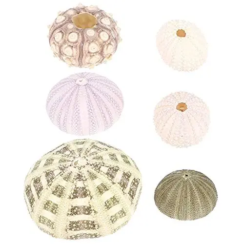 Produktbild: Yardwe 6 Stücke Seeigel Ornamente Natürliche Muscheln Deko Terrarien Pflanzen Vase Füllstoff Aquarium Ornamente für Zuhause Garten Fischtank Handwerk Strand Dekoration