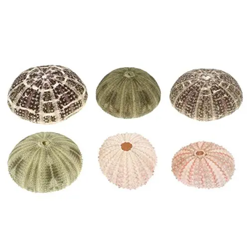 Produktbild: YARNOW Muschel Deko Nautische Seeigel Muscheln Ornamente Aquarium Fischtank Reptil Box DIY Handwerk Ornament für DIY Bonsai Vase Pflanzen Füllstoffe Hochzeit Strand Party Deko 6 Stück