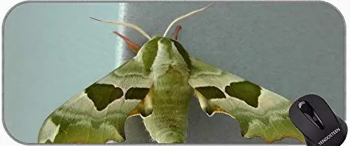 Produktbild: YENDOSTEEN XXL Schreibtischmatte Big Laptop Protector Computerzubehör Mausmatte, Pfau Butterfly Butterfly Insekt Mauspad mit genähten Kanten