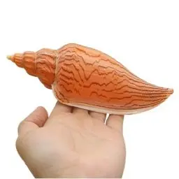 Produktbild: YOUYIMEI Große natürliche Muscheln, große natürliche Muscheln, riesige Meeresschnecke, 15–16 cm, Jumbo-Muscheln, perfekt for Hochzeitsfeiern, Heimdekorationen, Aquarien