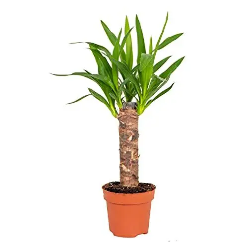 Produktbild: Bloomique - Yucca Elephantipes - Yucca Palme - Palmlilie - Zimmerpflanzen - Pflegeleicht - Luftreinigend - Höhe 30-40 cm - Topf 12 cm