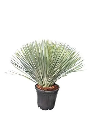 Produktbild: Yucca rostrata - Blaublättrige Yucca - Gesamthöhe 100-120 cm - Topf Ø 38 cm
