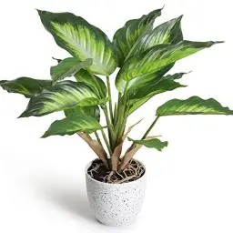 Produktbild: YunYite Künstliche Pflanzen,36cm Dieffenbachia Picta Mini Indoor-Topf Pflanzen Kunstplastik-Grünflanze, für Dekoratives Wohnzimmer Wohnung Balkon Büro