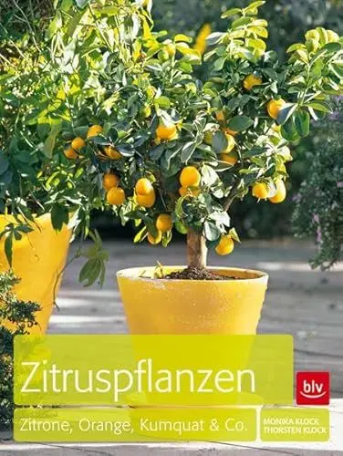 Produktbild: Zitruspflanzen: Zitrone, Orange, Kumquat & Co.