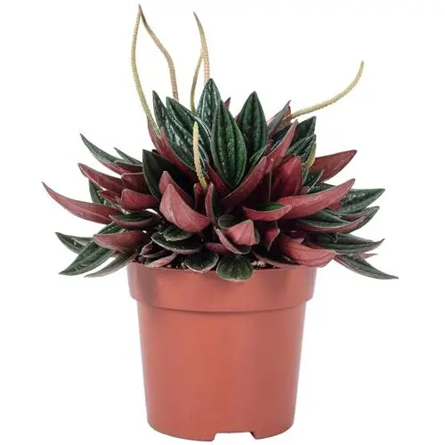 Produktbild: Zwergpfeffer 'Smit Rosso' - pflegeleichte Zimmerpflanze, Peperomia - Höhe ca. 15 cm, Topf-Ø 10,5 cm